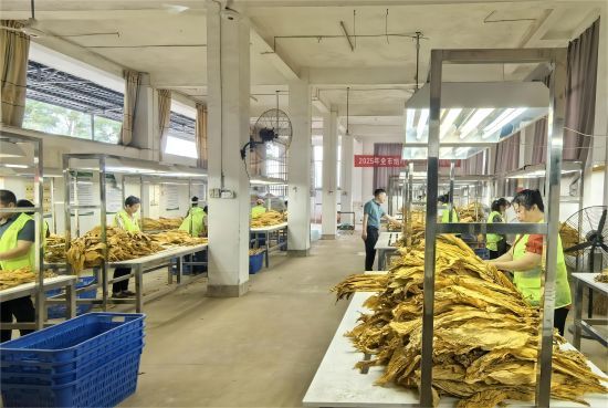 圖為石城縣專業(yè)化分級點分級現(xiàn)場