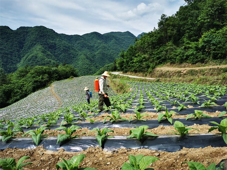 LOCAL17622247105523TFCX7TCHN.jpg LOCAL17622247105523TFCX7TCHN.jpg