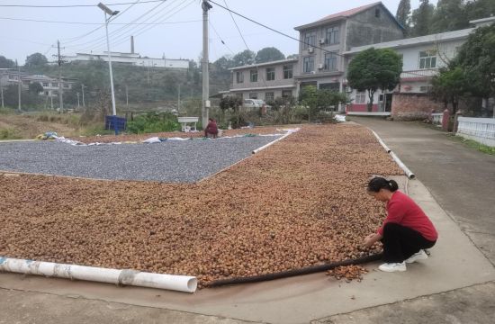 圖為晾曬油茶籽