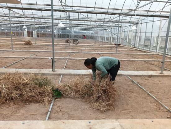 圖為小松鎮(zhèn)蜀口村育苗點(diǎn)工人正在棚內(nèi)清除雜草 圖為小松鎮(zhèn)蜀口村育苗點(diǎn)工人正在棚內(nèi)清除雜草