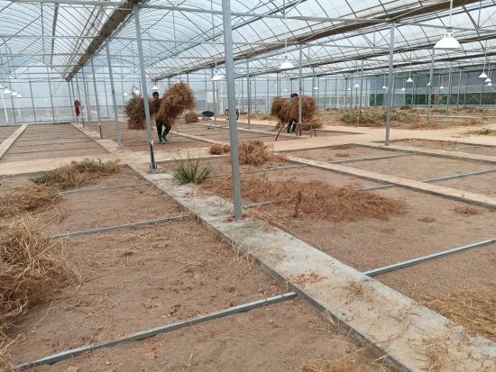 圖為育苗棚內(nèi)工人忙碌的身影. 圖為育苗棚內(nèi)工人忙碌的身影.