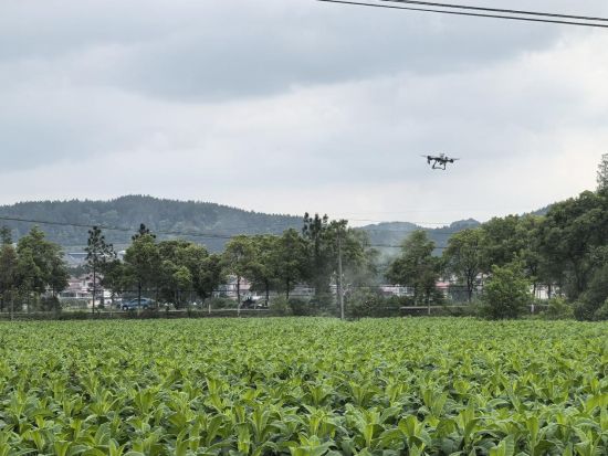 圖為無人機在寮塘鄉(xiāng)煙田進行飛防作業(yè)