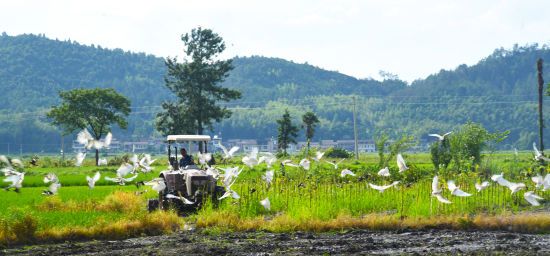 圖為村民耘田時(shí)白鶴伴舞