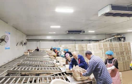 圖為黎明村引進(jìn)以鹿茸菇為主的現(xiàn)代化特色產(chǎn)業(yè)