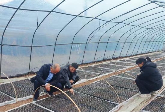 圖為煙技員探討育苗水肥管理要點