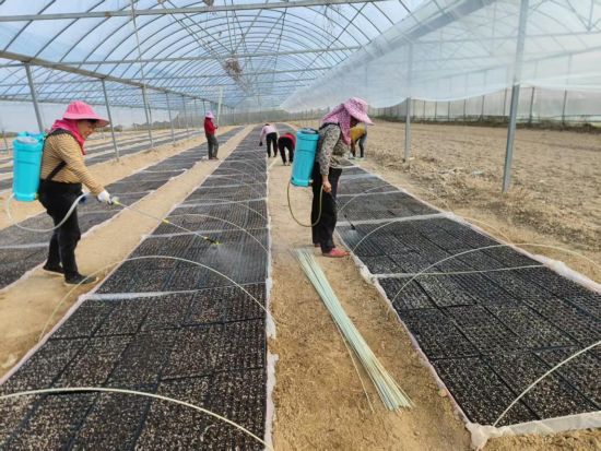 圖為莊口鎮(zhèn)育苗戶正在給育苗盤噴水