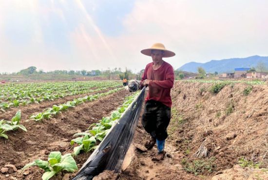 圖為信豐縣正平鎮(zhèn)煙農(nóng)正在回收廢棄地膜