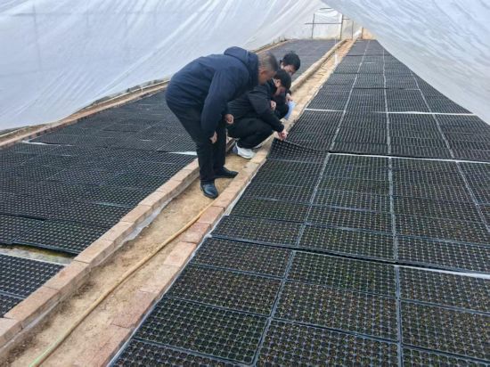 圖為天心煙站站長江厚金在浮槎鄉(xiāng)檢查育苗工作