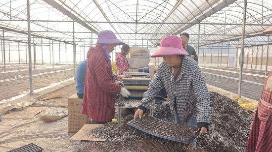 圖為煙農(nóng)正在苗點使用機器播種