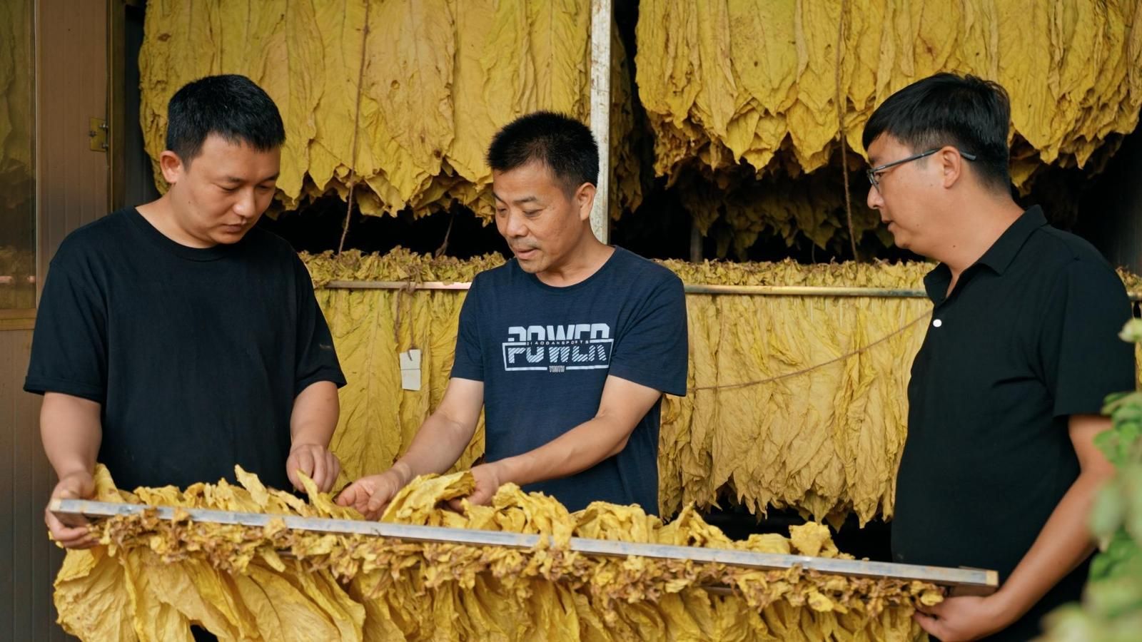 原料采購中心業(yè)務(wù)員查看煙葉出炕情況