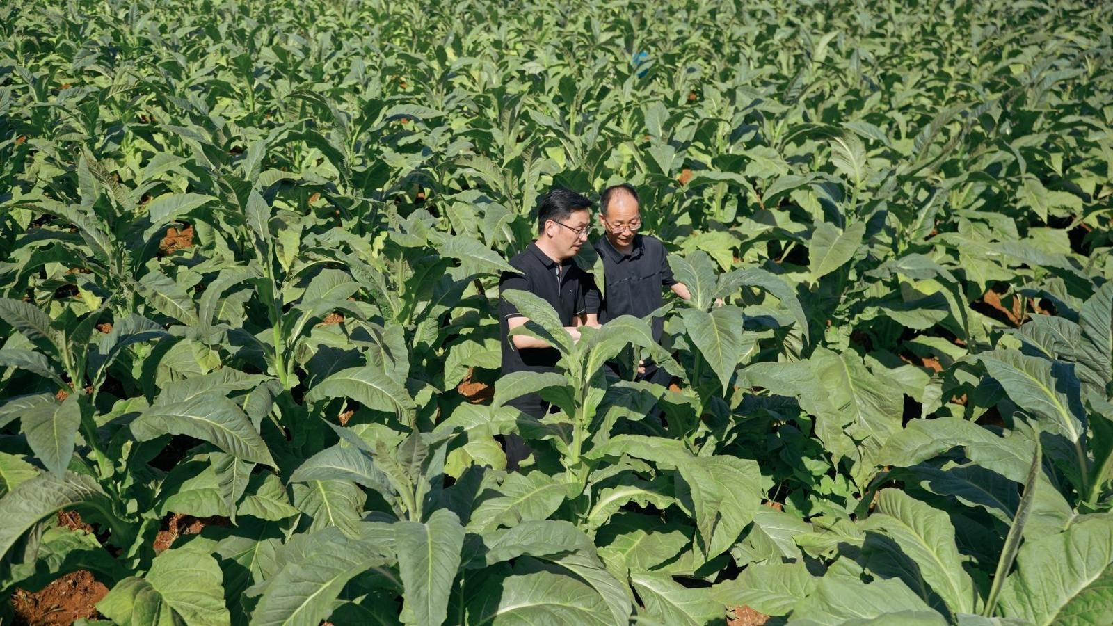 原料采購中心業(yè)務(wù)員查看煙葉大田長勢