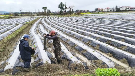 圖為煙農(nóng)正在使用便攜式移栽器進(jìn)行田間作業(yè) 圖為煙農(nóng)正在使用便攜式移栽器進(jìn)行田間作業(yè)