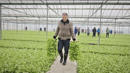 圖為寮塘鄉(xiāng)育苗點(diǎn)正在發(fā)放煙苗 圖為寮塘鄉(xiāng)育苗點(diǎn)正在發(fā)放煙苗