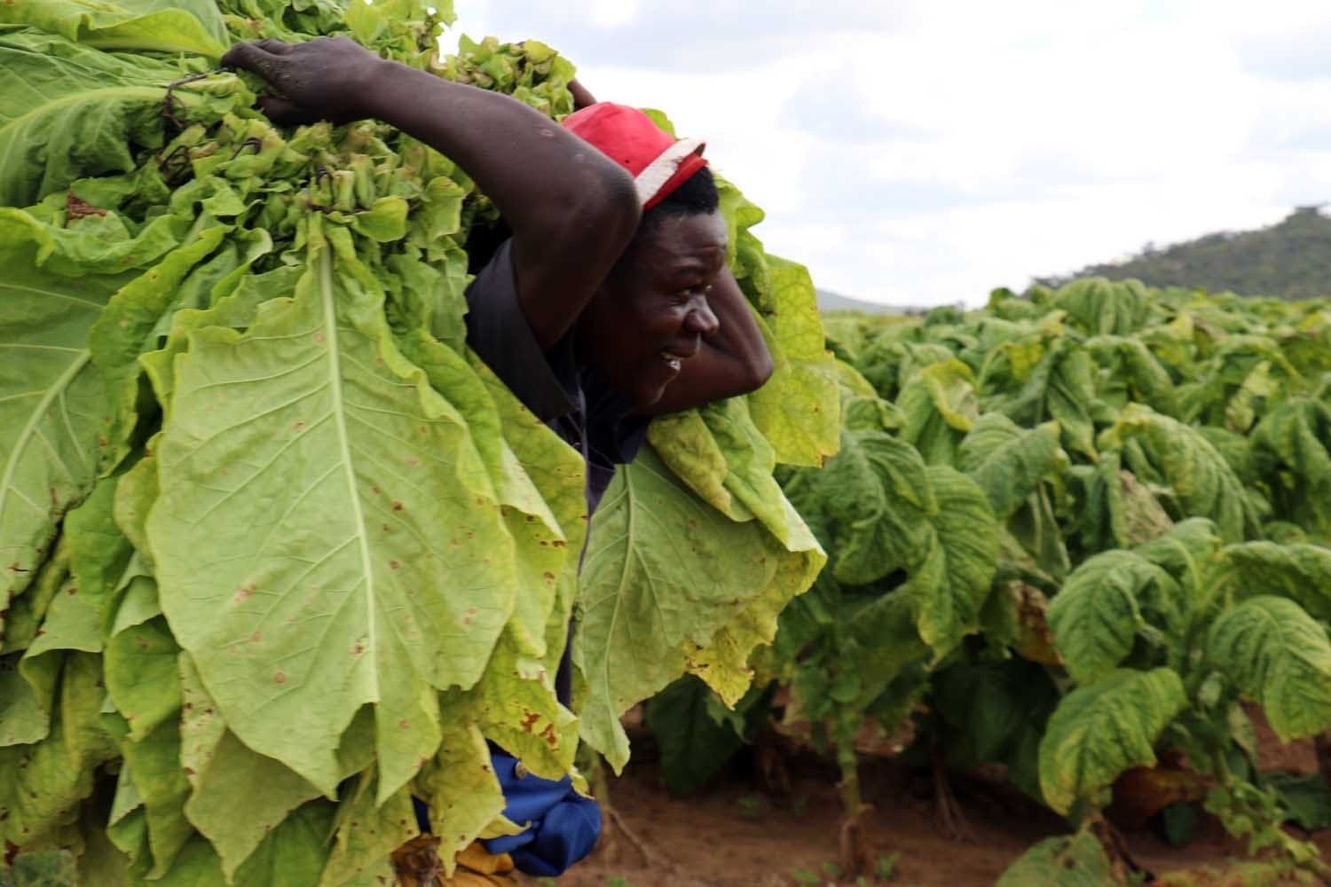 zimbabwe.jpg zimbabwe.jpg