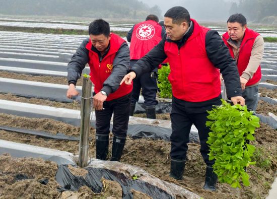 煙葉技術(shù)人員現(xiàn)場指導(dǎo)移栽