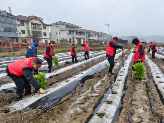 志愿者助農(nóng)移栽場景