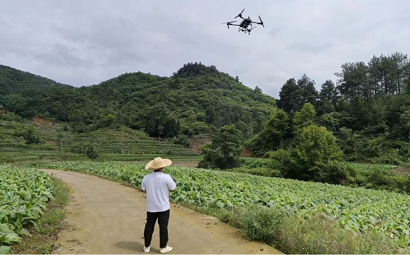 煙農(nóng)張祥波正在用無(wú)人機(jī)進(jìn)行植保作業(yè).jpg